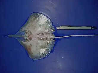 Anacanthobatis folirostris, une Anacanthobatidae