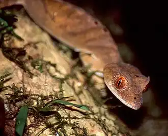 Description de l'image Leaf-tail Gecko (Uroplatus finiavana) (30325916517).jpg.
