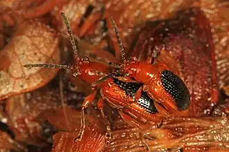 Description de cette image, également commentée ci-après