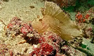 Couleur jaune (Malaisie).