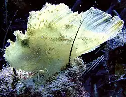 Couleur blanche (Malaisie).