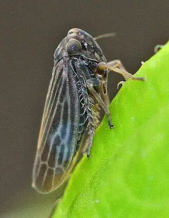 Description de l'image Leafhopper - Agallia constricta, Governor Bridge Natural Area, Bowie, Maryland.jpg.