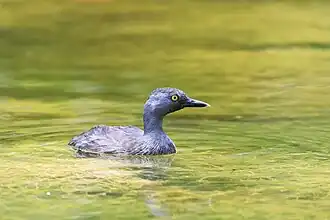 Description de cette image, également commentée ci-après