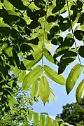 Feuilles de Juglans mandshurica