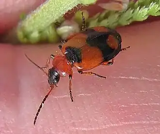 Description de l'image Lebia cruxminor up.JPG.