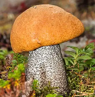 Le Bolet orangé des bouleaux (Leccinum versipelle)