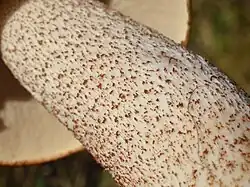 Méchules rousses du Bolet orangé des chênes (Leccinum aurantiacum).