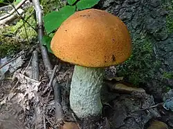 Leccinum albostipitatum, le Bolet orangé.