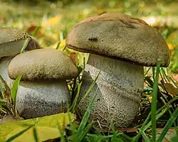 Le Bolet rude des trembles (Leccinum duriusculum)