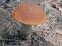 Leccinum piceinum, le Bolet rude des épicéas.