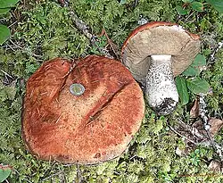 Leccinum pondrosum