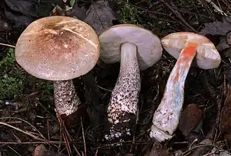 Leccinum snellii