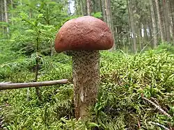 Leccinum vulpinum, le Bolet renard.