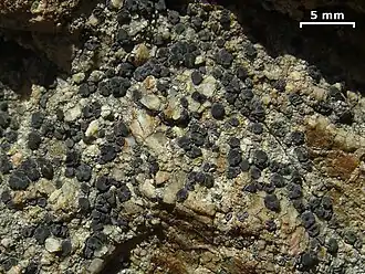 Lecidea laboriosa&nbsp;(en), endolithe dont seules sont visibles les apothécies noires suivant des lignes de rupture de la roche.