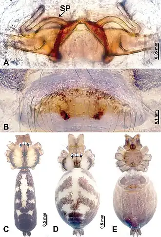 Description de l'image Leclercera aniensis (10.3897-zookeys.913.48650) Figure 41.jpg.