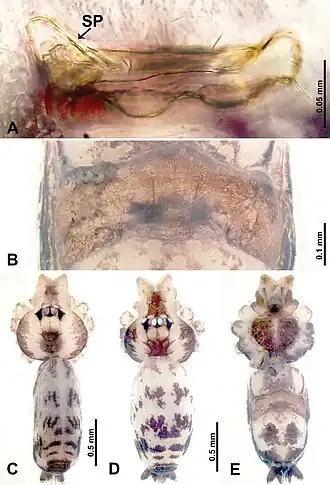 Description de l'image Leclercera banensis (10.3897-zookeys.913.48650) Figure 15.jpg.