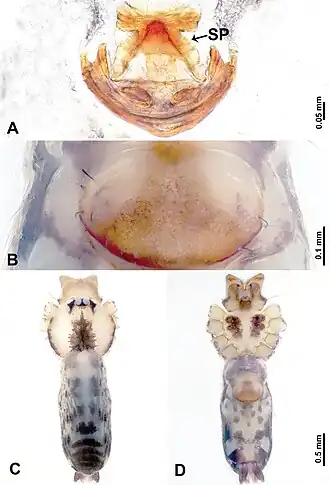 Description de l'image Leclercera duandai (10.3897-zookeys.913.48650) Figure 24.jpg.