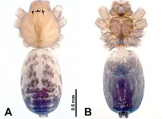 Description de l'image Leclercera duibaensis (10.3897-zookeys.913.48650) Figure 51.jpg.