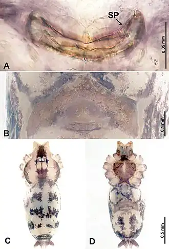 Description de l'image Leclercera dumuzhou (10.3897-zookeys.913.48650) Figure 17.jpg.