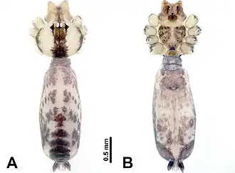 Description de l'image Leclercera ekteenensis (10.3897-zookeys.913.48650) Figure 31.jpg.