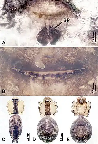Description de l'image Leclercera hponensis (10.3897-zookeys.913.48650) Figure 25.jpg.