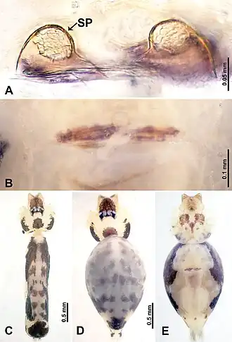 Description de l'image Leclercera jianzuiyu (10.3897-zookeys.913.48650) Figure 11.jpg.