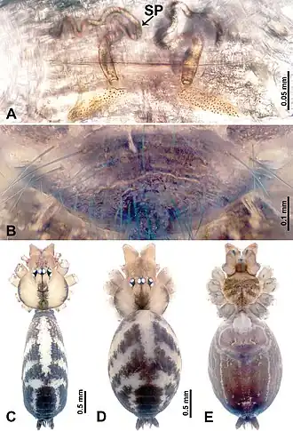 Description de l'image Leclercera jiazhongensis (10.3897-zookeys.913.48650) Figure 53.jpg.