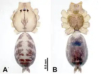 Description de l'image Leclercera lizi (10.3897-zookeys.913.48650) Figure 27.jpg.
