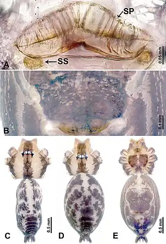 Description de l'image Leclercera maochong (10.3897-zookeys.913.48650) Figure 20.jpg.
