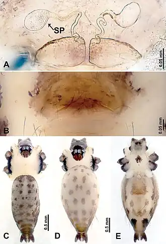 Description de l'image Leclercera mianqiu (10.3897-zookeys.913.48650) Figure 1.jpg.