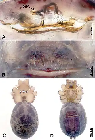 Description de l'image Leclercera paiensis (10.3897-zookeys.913.48650) Figure 39.jpg.