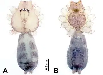Description de l'image Leclercera pulongensis (10.3897-zookeys.913.48650) Figure 47.jpg.