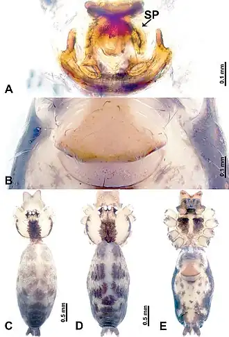 Description de l'image Leclercera renqinensis (10.3897-zookeys.913.48650) Figure 43.jpg.