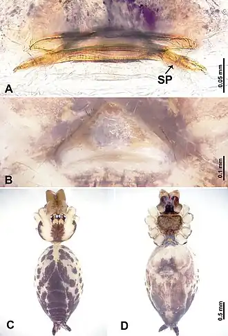 Description de l'image Leclercera sanjiao (10.3897-zookeys.913.48650) Figure 35.jpg.