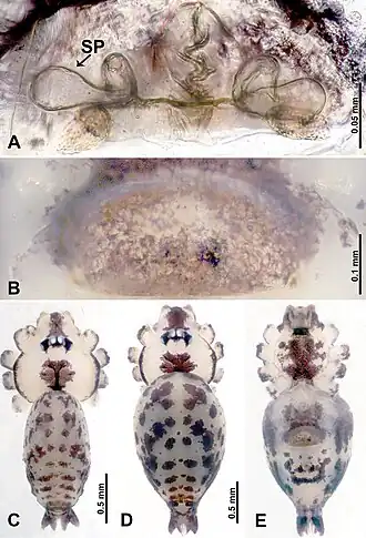 Description de l'image Leclercera selasihensis (10.3897-zookeys.913.48650) Figure 36.jpg.