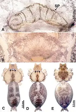 Description de l'image Leclercera shanzi (10.3897-zookeys.913.48650) Figure 22.jpg.