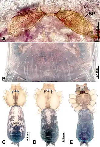 Description de l'image Leclercera shergylaensis (10.3897-zookeys.913.48650) Figure 45.jpg.
