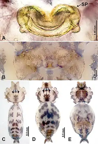 Description de l'image Leclercera suwanensis (10.3897-zookeys.913.48650) Figure 18.jpg.