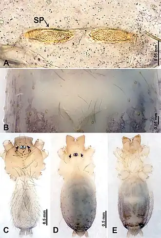 Description de l'image Leclercera thamkaewensis (10.3897-zookeys.913.48650) Figure 7.jpg.