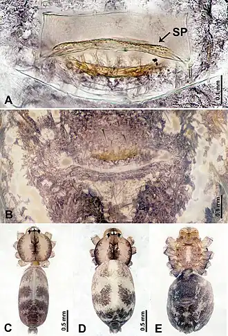 Description de l'image Leclercera thamsangensis (10.3897-zookeys.913.48650) Figure 3.jpg.
