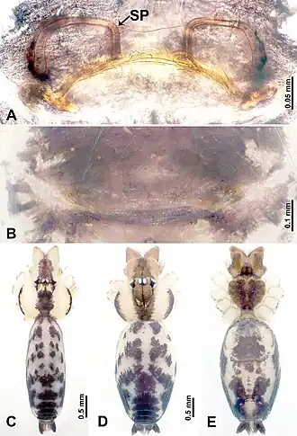 Description de l'image Leclercera tudao (10.3897-zookeys.913.48650) Figure 49.jpg.