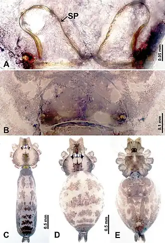 Description de l'image Leclercera xiangbabang (10.3897-zookeys.913.48650) Figure 9.jpg.