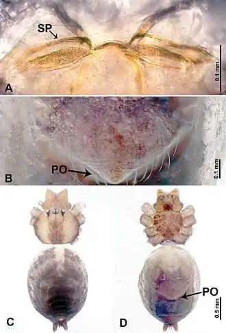 Description de l'image Leclercera xiaodai (10.3897-zookeys.913.48650) Figure 29.jpg.