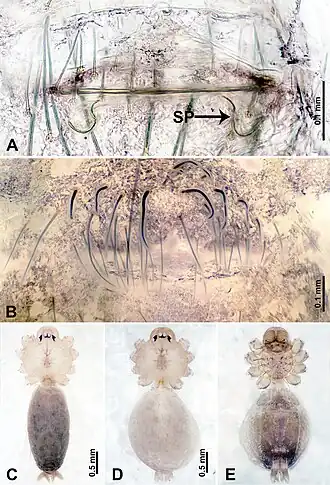 Description de l'image Leclercera yamaensis (10.3897-zookeys.913.48650) Figure 13.jpg.