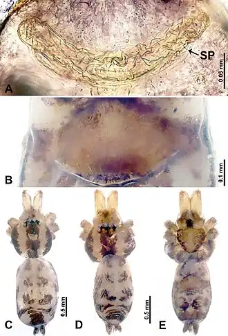 Description de l'image Leclercera yandou (10.3897-zookeys.913.48650) Figure 5.jpg.