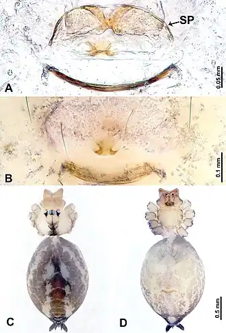 Description de l'image Leclercera yanjing (10.3897-zookeys.913.48650) Figure 30.jpg.
