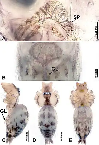 Description de l'image Leclercera yuanzhui (10.3897-zookeys.913.48650) Figure 38.jpg.
