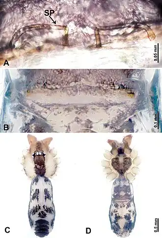 Description de l'image Leclercera zanggaensis (10.3897-zookeys.913.48650) Figure 40.jpg.