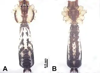 Description de l'image Leclercera zhamensis (10.3897-zookeys.913.48650) Figure 33.jpg.