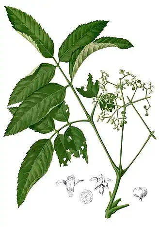 Description de l'image Leea sp Blanco2.306-cropped.jpg.